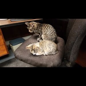 Meet your Posher, Crissy