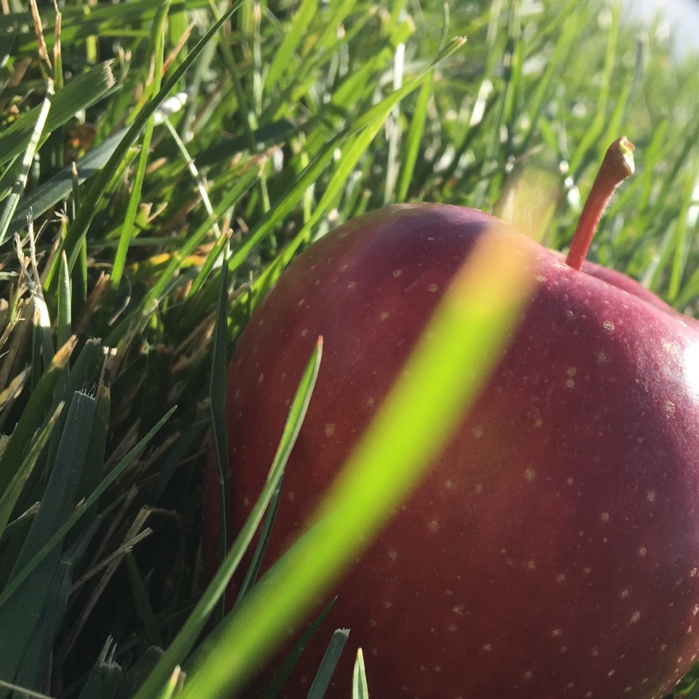 Meet your Posher, Maddie