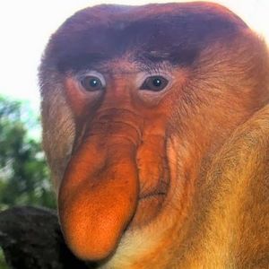 Meet your Posher, Max