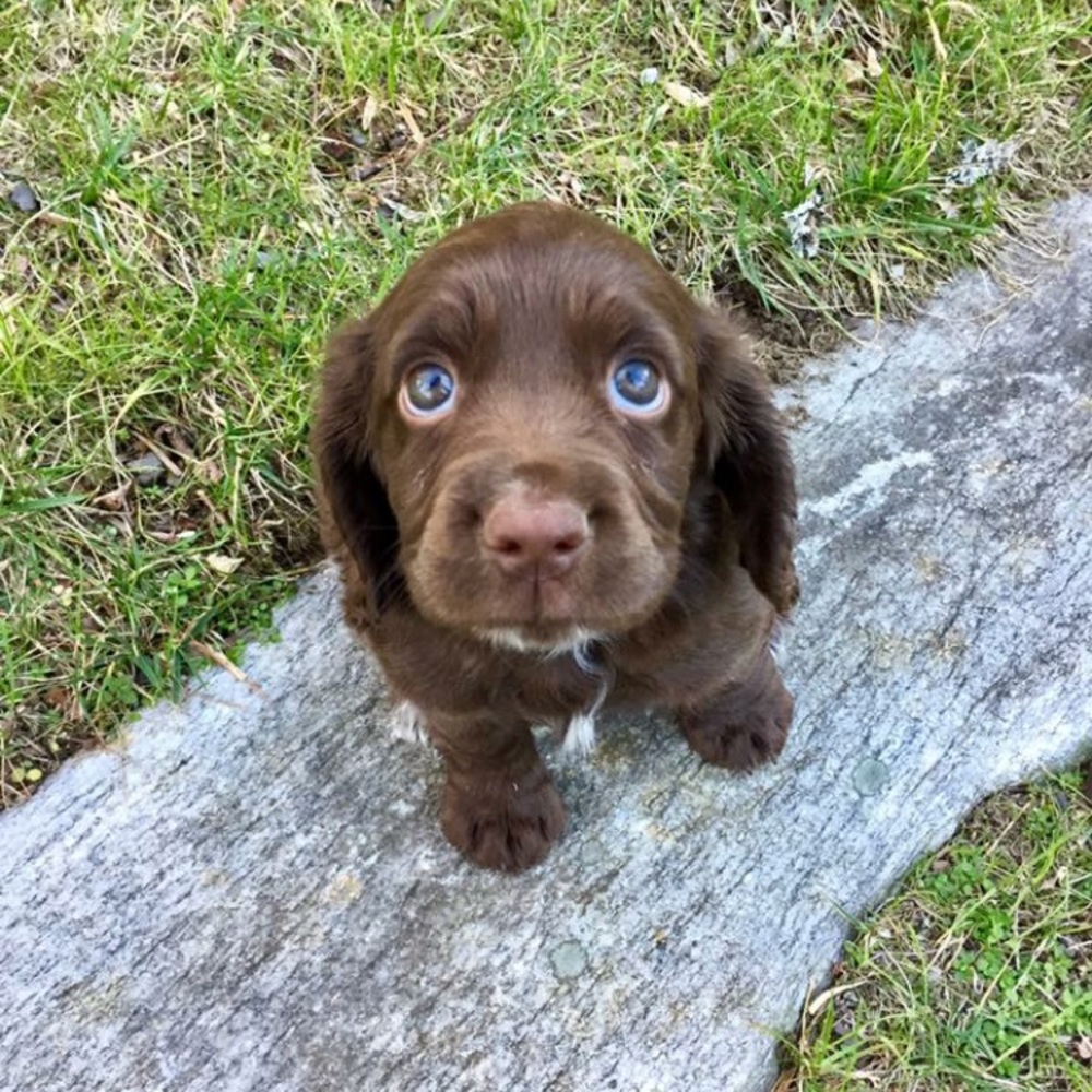Meet your Posher, Caroline