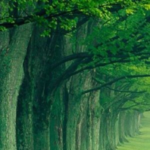 Meet your Posher, Hanh