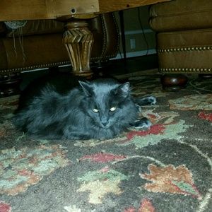 Meet your Posher, Austin