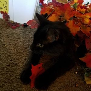 Meet your Posher, Brandy