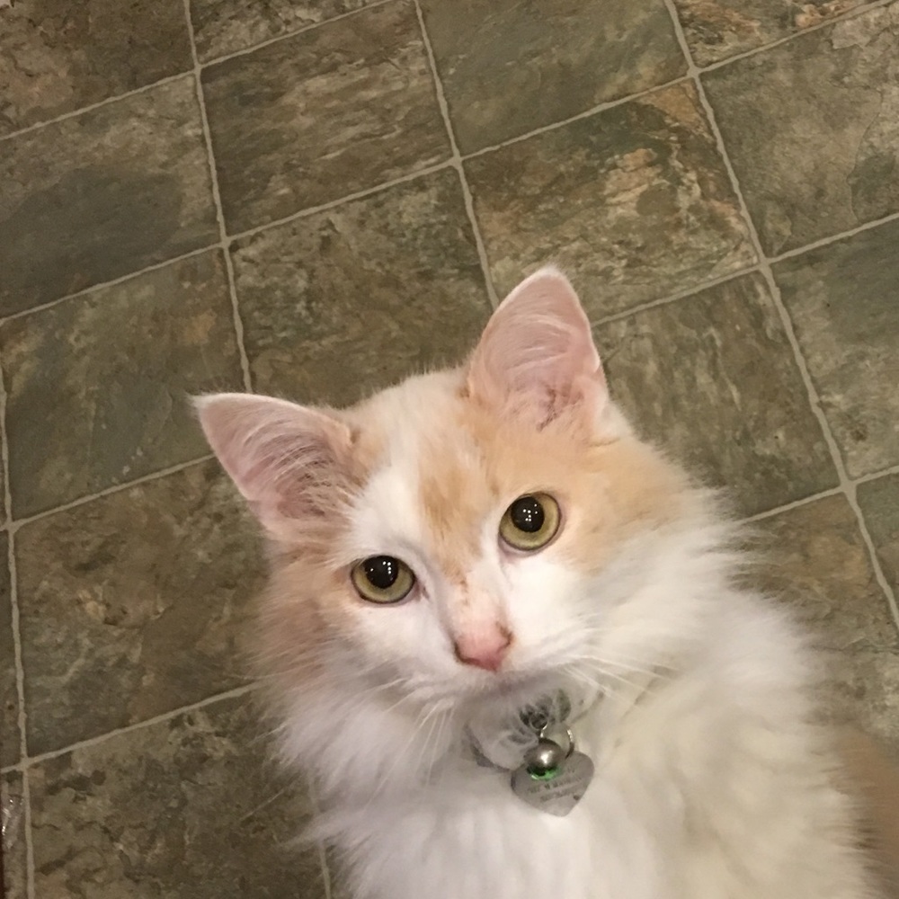 Meet your Posher, Olivia