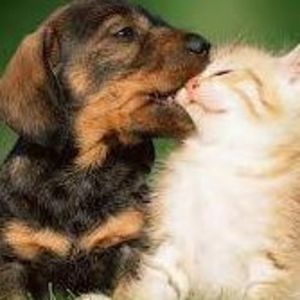 Meet your Posher, Tommie