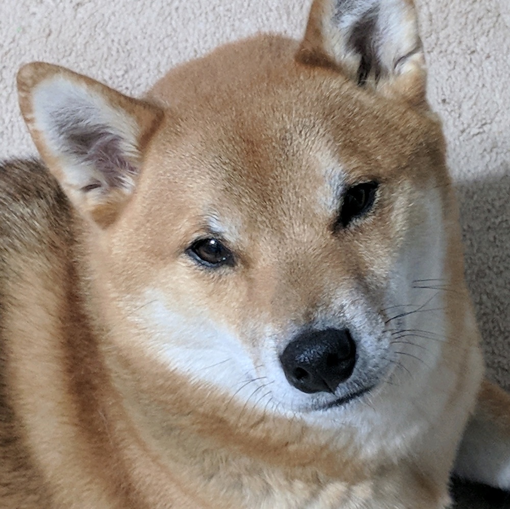 Meet your Posher, Rachel