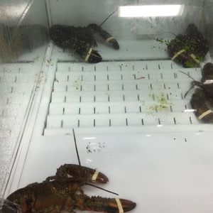 Meet your Posher, Mandy