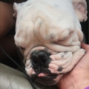 Meet your Posher, Tillie