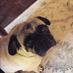 Meet your Posher, Jess