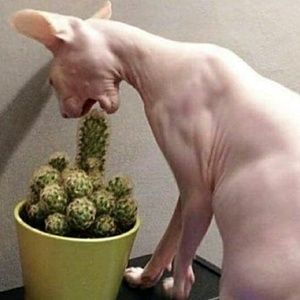 Meet your Posher, Antonio