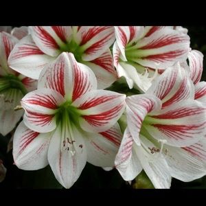 Meet your Posher, Barbara