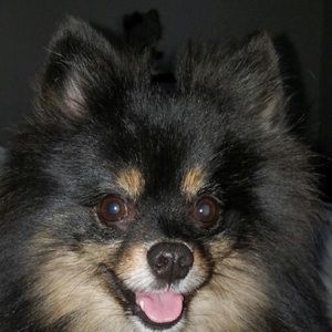 Meet your Posher, Adam