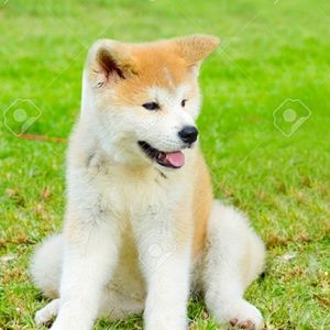 Meet your Posher, Logan