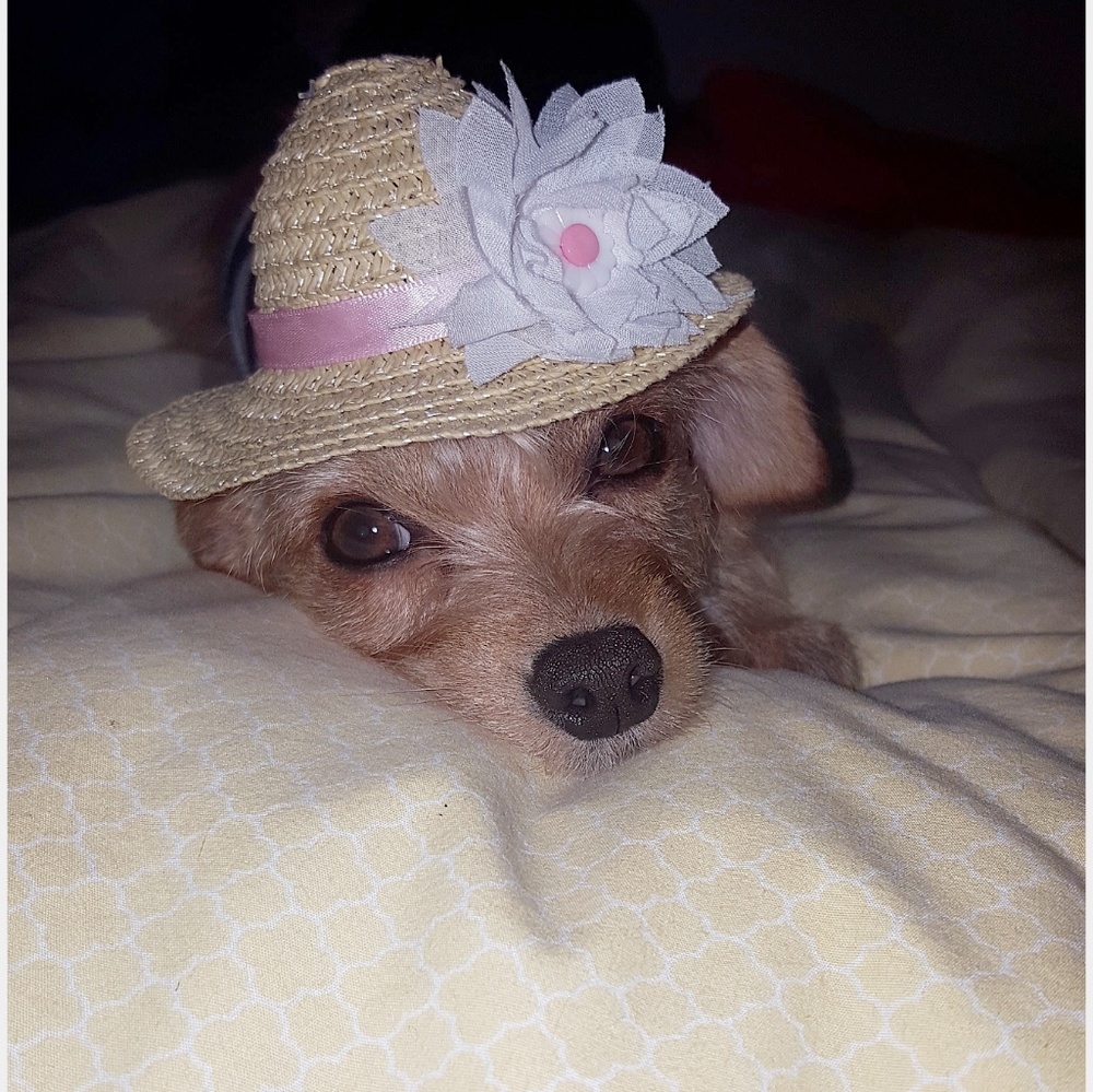 Meet your Posher, Michelle & Twinkie the Pup