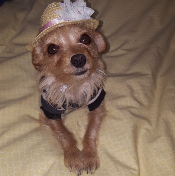 Meet your Posher, Michelle & Twinkie the Pup - Picture 2 of 8