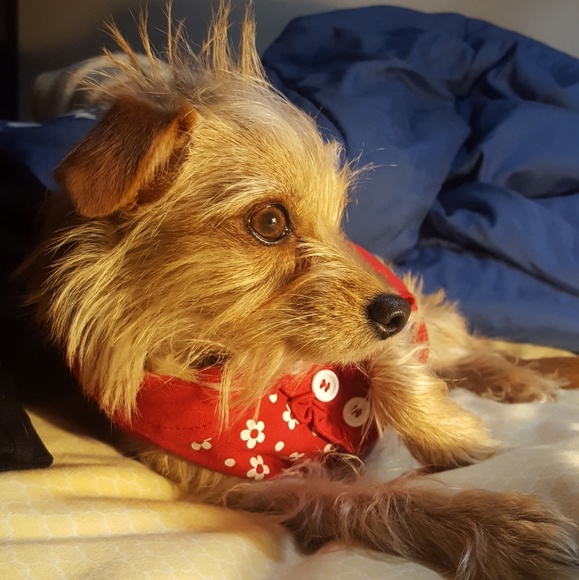 Meet your Posher, Michelle & Twinkie the Pup - Picture 4 of 8