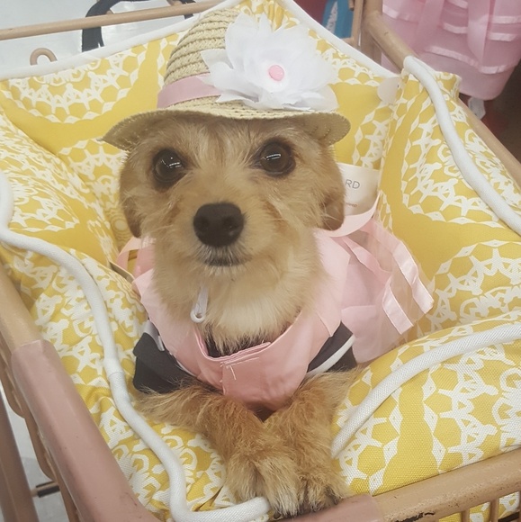 Meet your Posher, Michelle & Twinkie the Pup - Picture 5 of 8