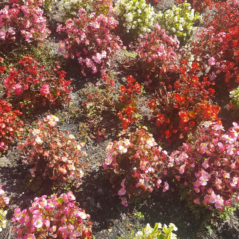 Meet your Posher, Allyssa