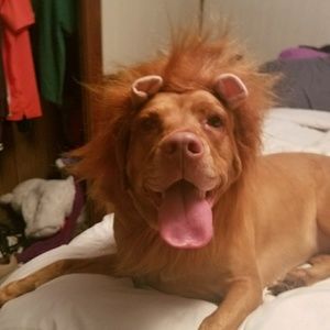 Meet your Posher, Lisa