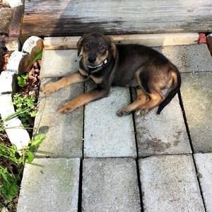 Meet your Posher, Dalton