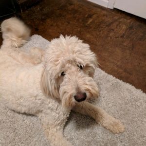 Meet your Posher, Holly