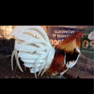 Meet your Posher, Javier