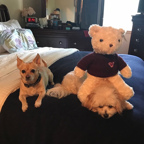 🐶🐶🐶My precious🐶🐶🐶 - Picture 5 of 5