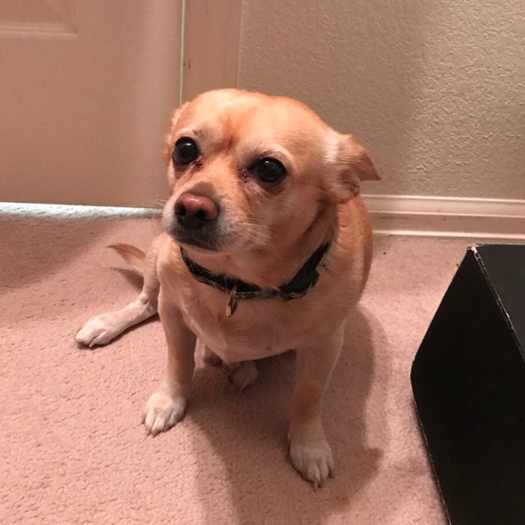 🐶🐶🐶My precious🐶🐶🐶 - Picture 3 of 5