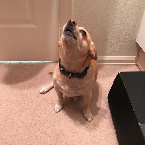 🐶🐶🐶My precious🐶🐶🐶 - Picture 4 of 5