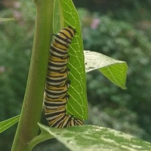 Meet your Posher, Anne