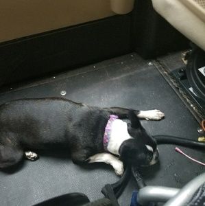 Meet your Posher, Maggie