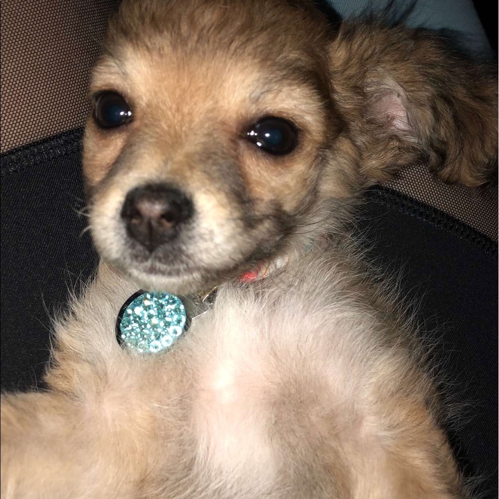 Meet your Posher, Cambria