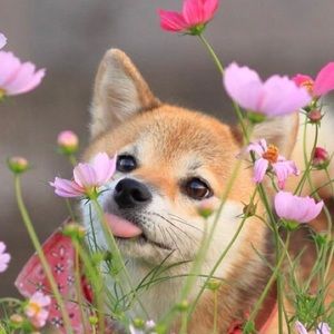 Meet your Posher, Phillip