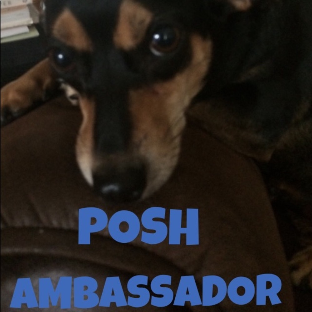 🎉Posh Ambassador🎉