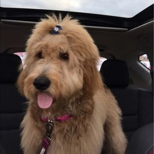 Meet your Posher, Jennifer