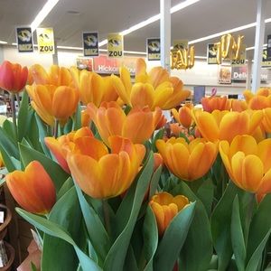 Meet your Posher, Minnie