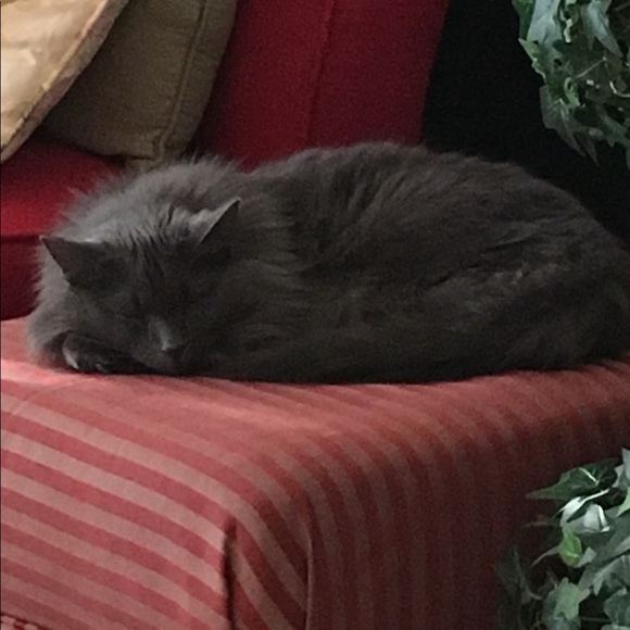 Meet your Posher, Sherri - Picture 1 of 1