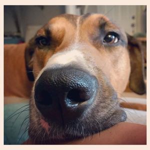 Meet your Posher, Dawn