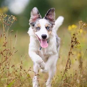 Meet your Posher, Aliyah