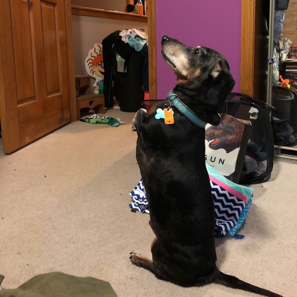 Not for sale: Bruno