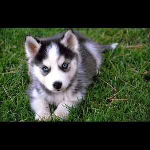 Meet your Posher, Jake