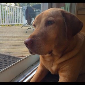 Meet your Posher, Sam