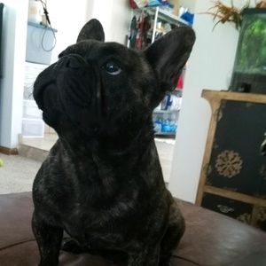 Meet your Posher, Irving