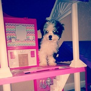 Meet your Posher, Yolanda