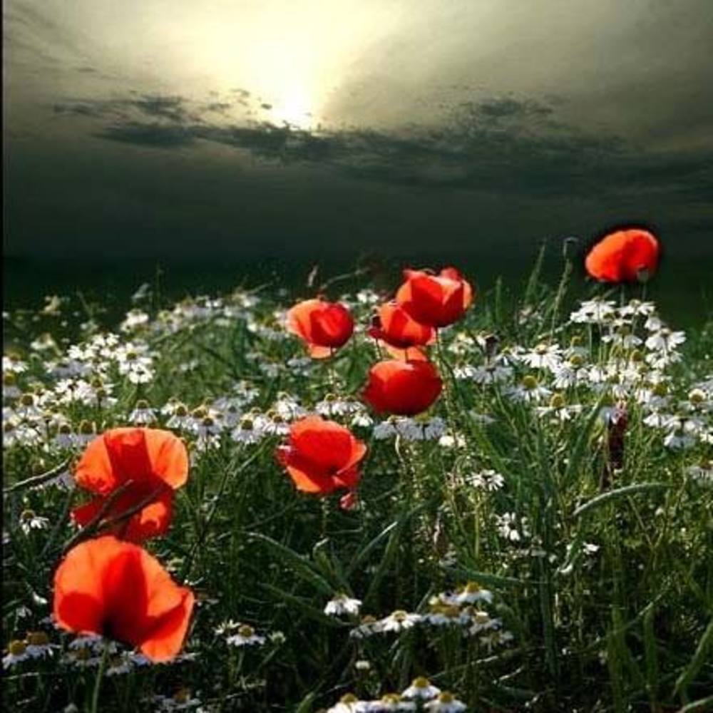 Meet your Posher, Carolyn