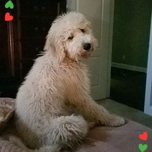 Meet your Posher, Shannon