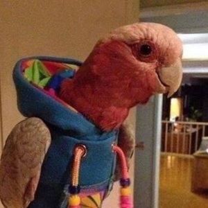 Meet your Posher, Graydon