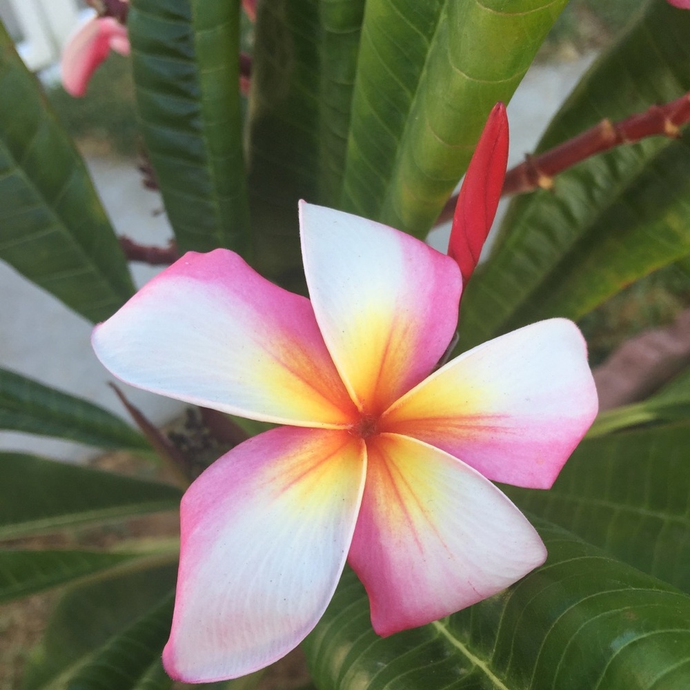 Meet your Posher, Erica