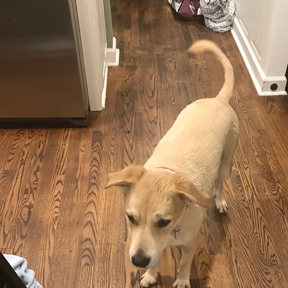 Meet your Posher, Nelia - Picture 1 of 1