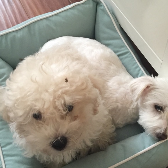 Meet your Posher, Kevin - Picture 1 of 1